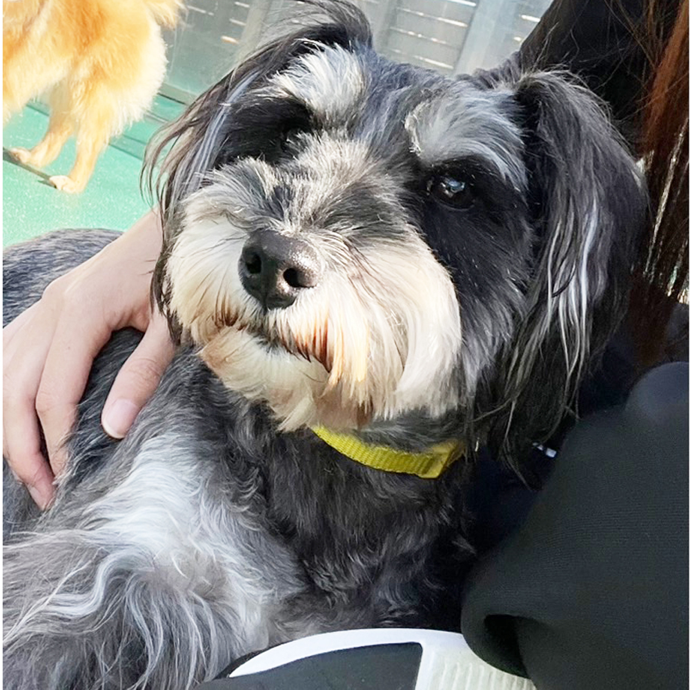 生徒が撮影したモデル犬たちの写真②